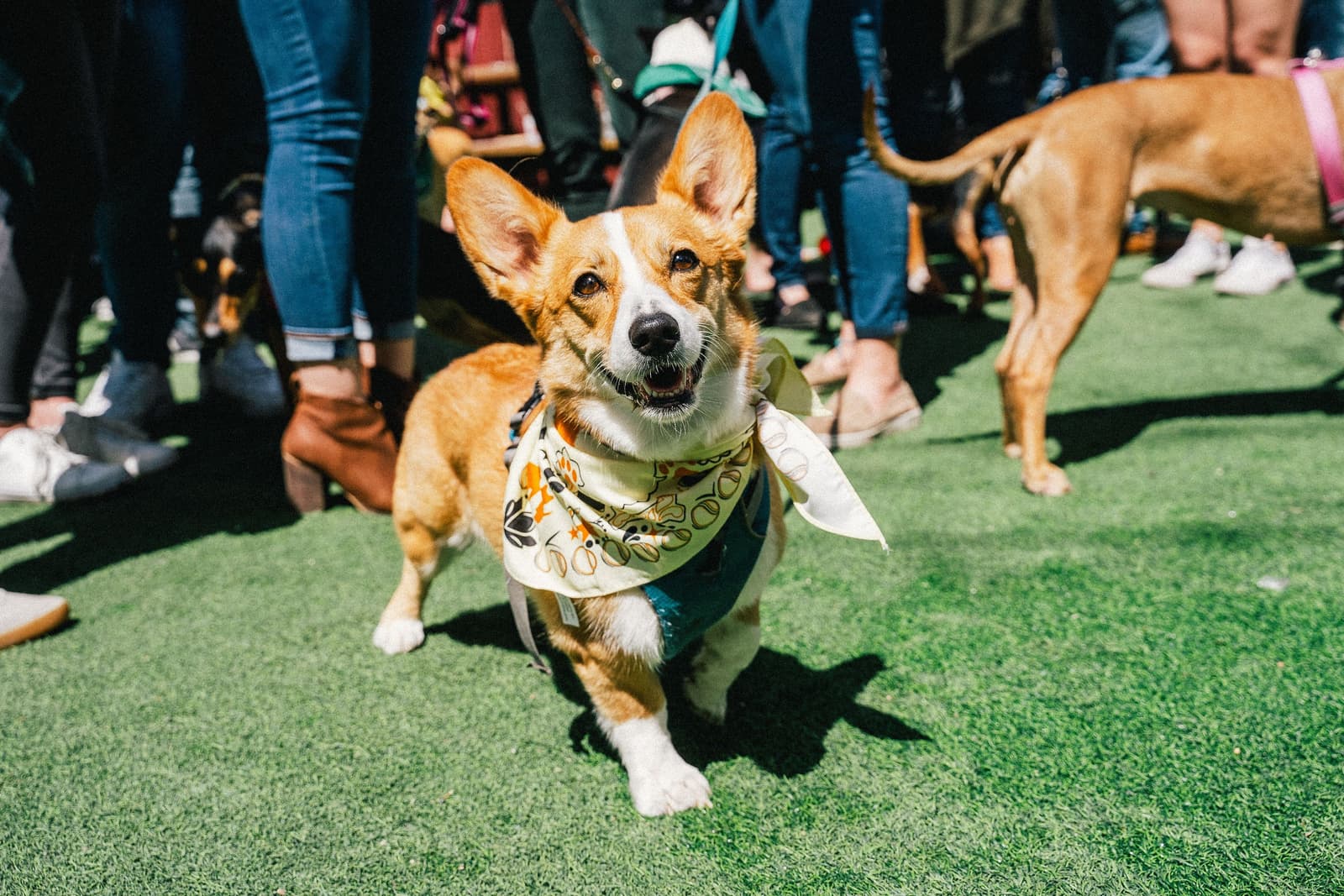 Corgi dog wearing Tito's bandana