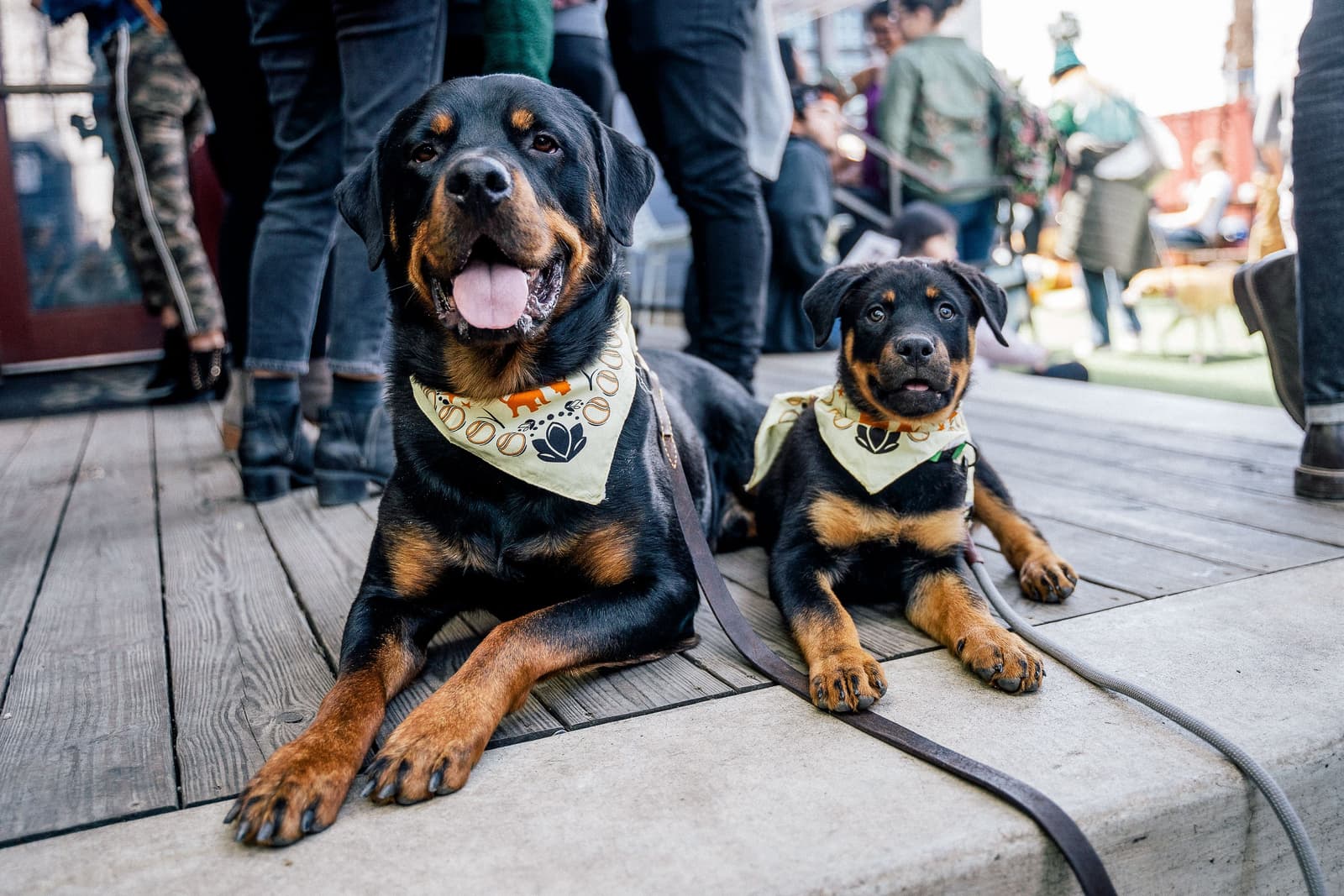 Two Rottweiler dogs wearing Tito's Vodka bandanas