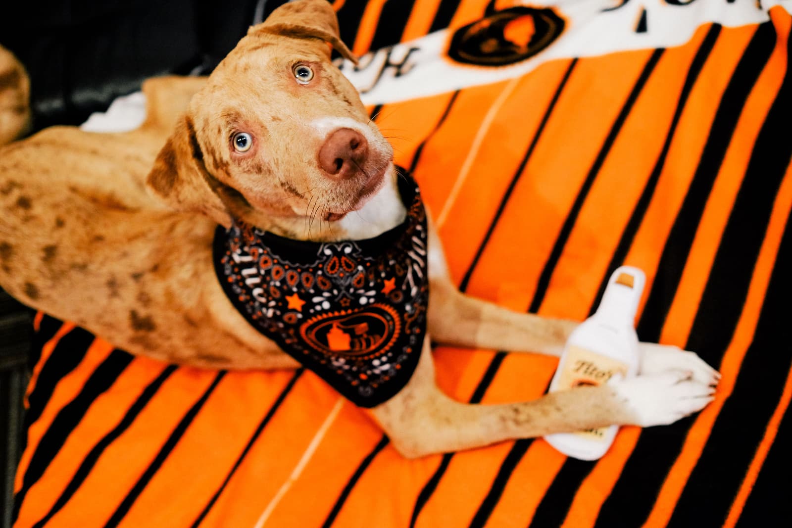 Tito's Vodka dog, Felix, relaxes with his Vodka for Dog People chew toy.
