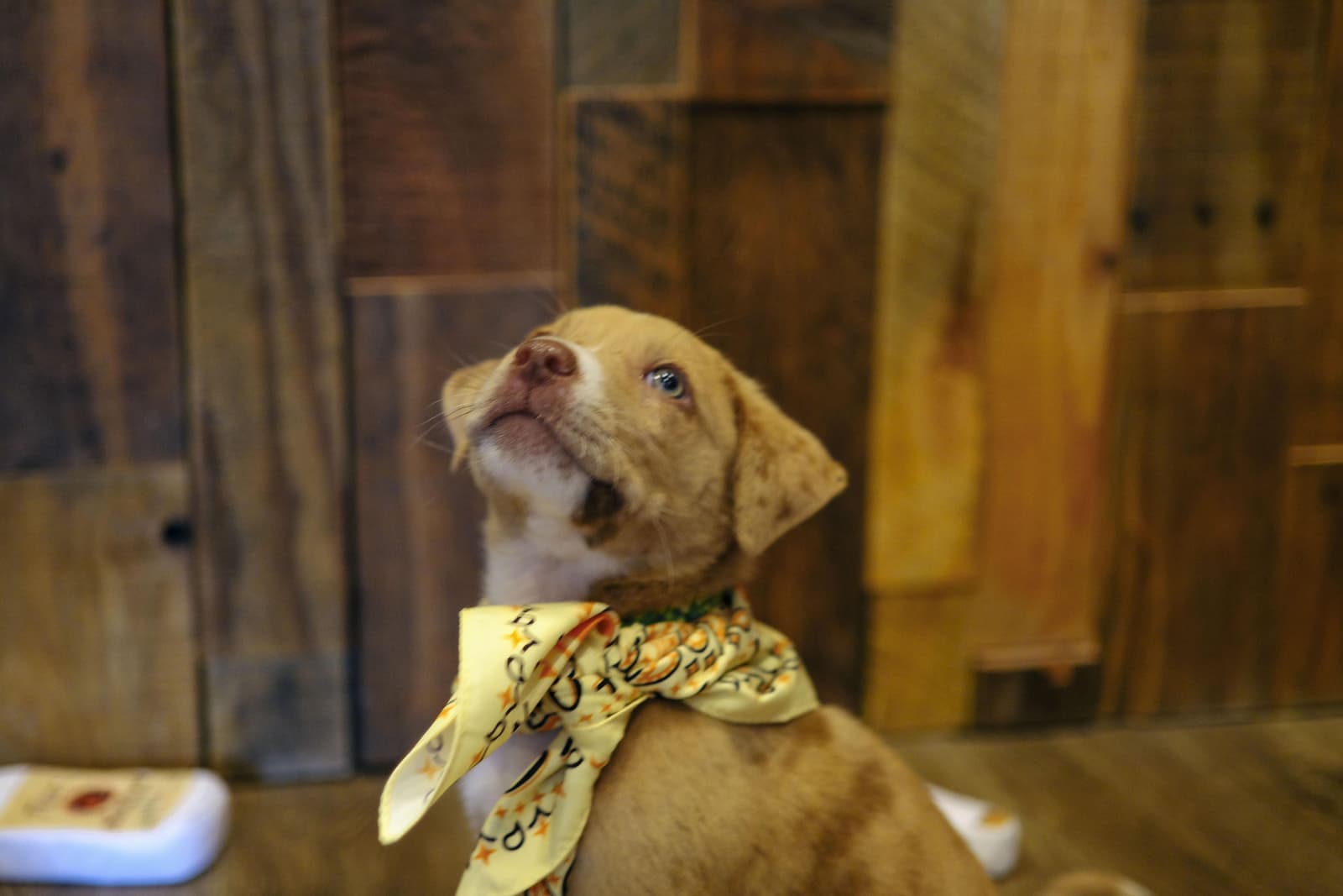 Tito's Vodka Puppy Sitting