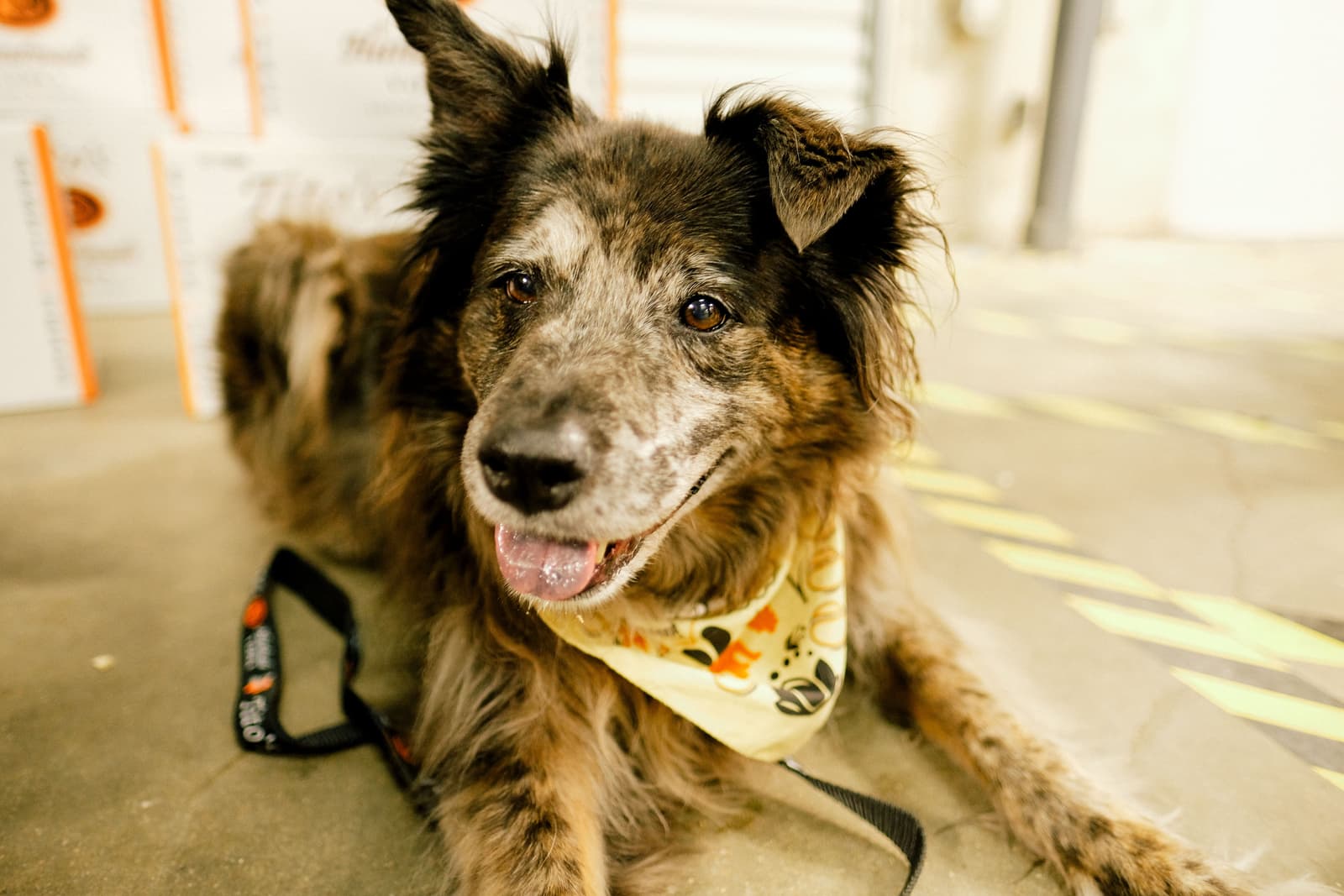 Tito's Vodka dog, Harper, lays down in the warehouse.