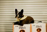 Tito's Vodka dog, Landi, poses on a case of vodka.