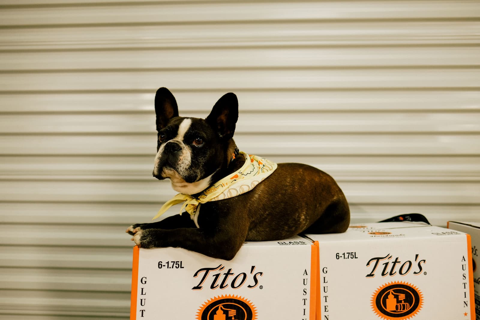 Tito's Vodka dog, Landi, poses on a case of vodka.