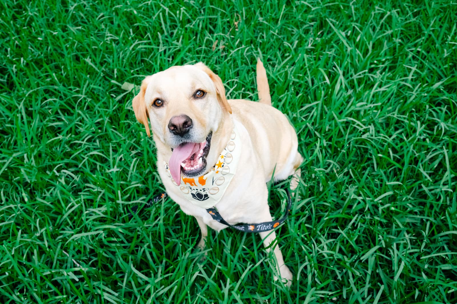 Tito's Vodka dog, Louie, poses for a picture outside.