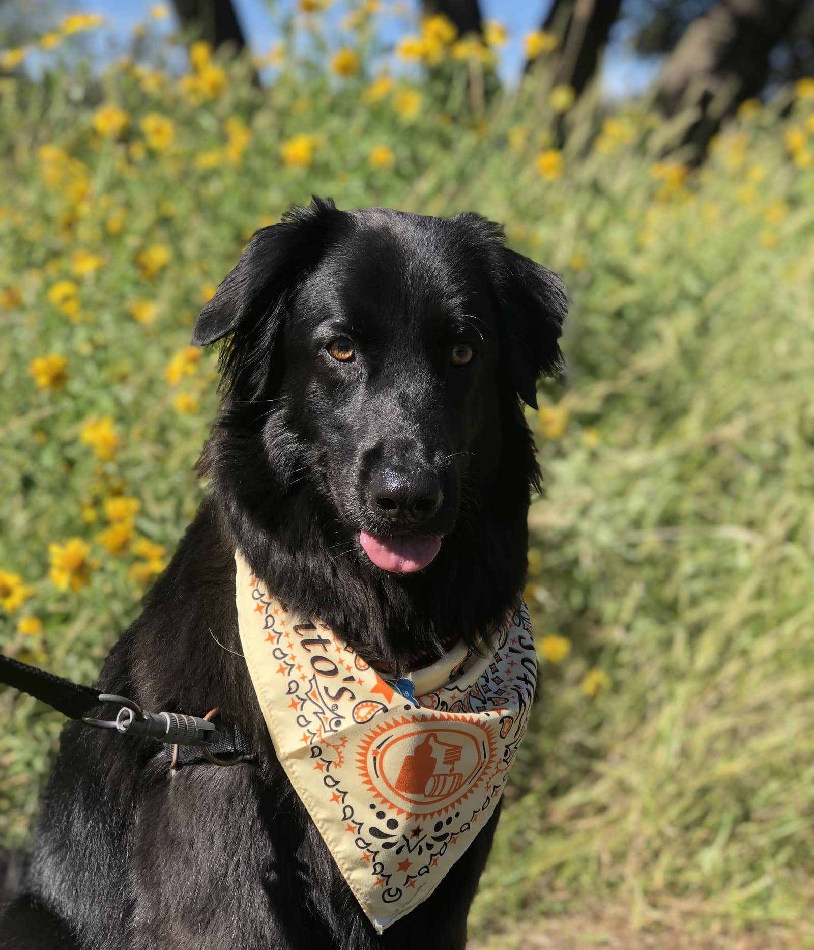 Dog with Tito's Vodka Bandana Next to Flowers