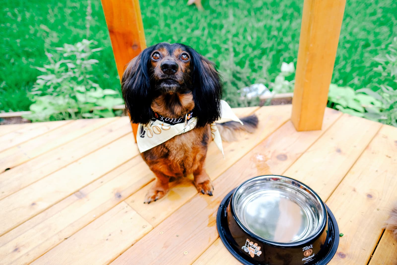 Tito's Vodka dog, Snozzberry, poses for a picture.