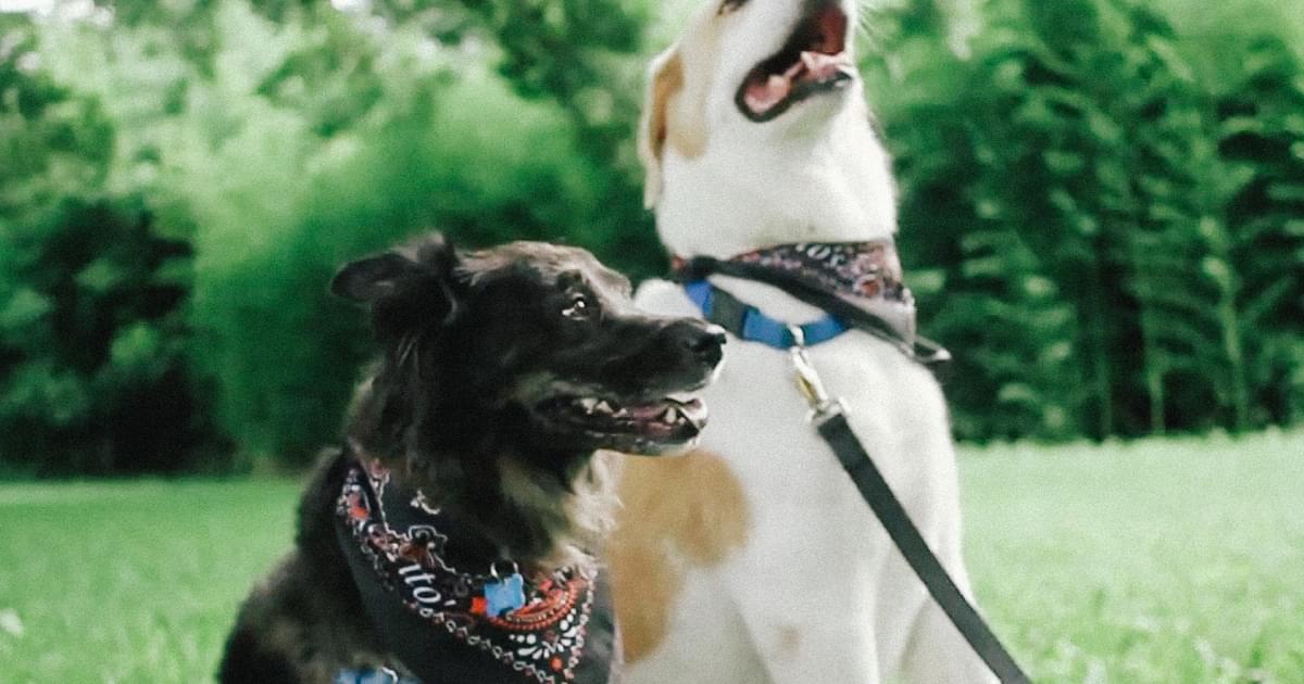 Vodka for Dog People - Tito's Handmade Vodka