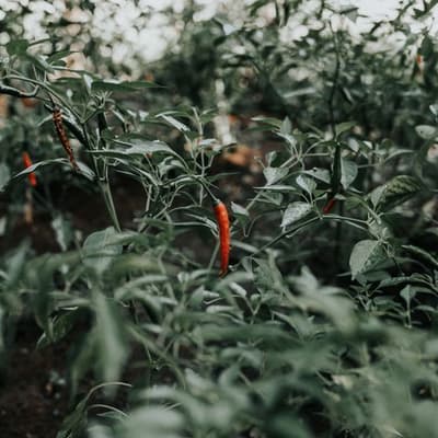Close up picture of a garden with one bright red pepper