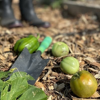 Close up picture of freshly picked green crops from Trap Garden's farm