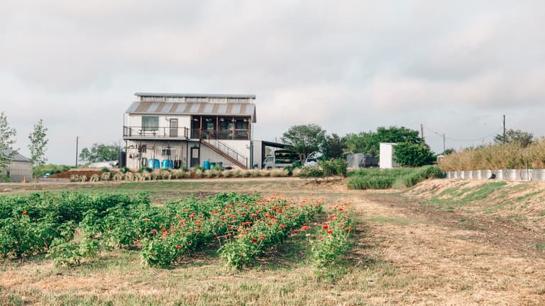 Farm flowers