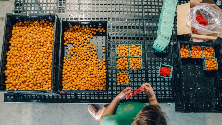 Farm tomatos