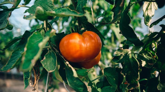 Hanging tomato