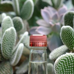 Cacti and a Tito's Handmade Vodka bottle