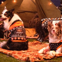 Two dogs at a campsite wearing Tito's Ugly Hoodie for Dogs