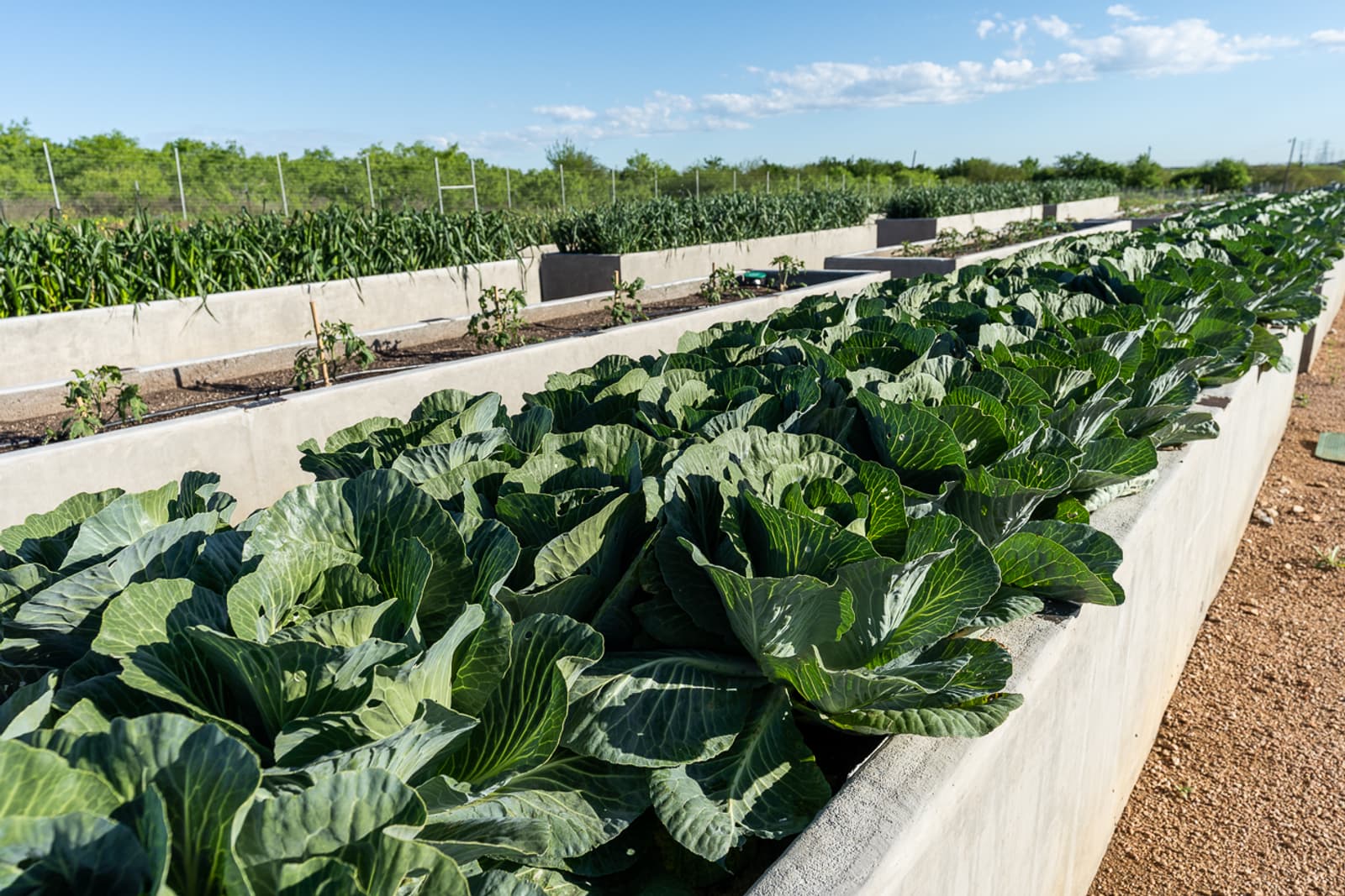 A garden bed with cabbage at Tito's farm