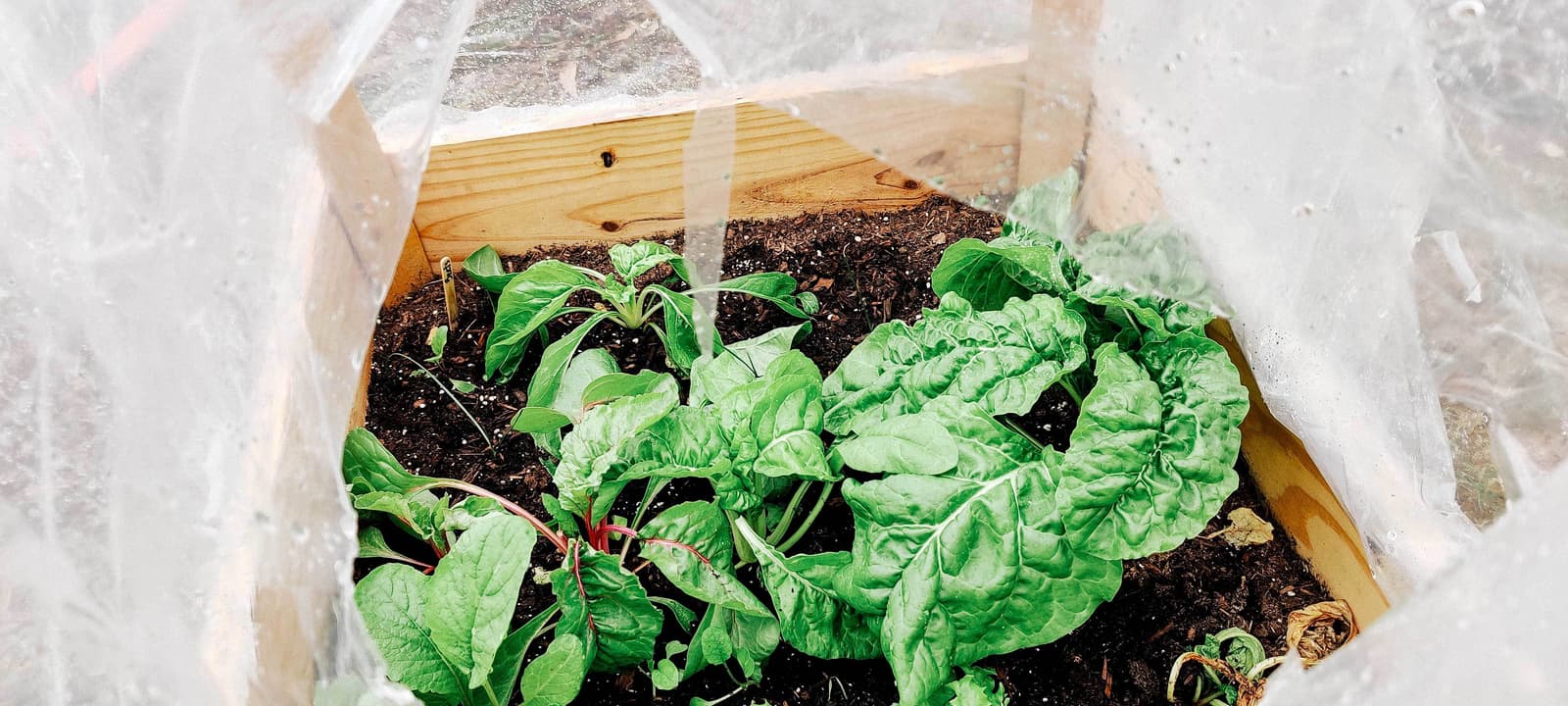 GroBox with crops