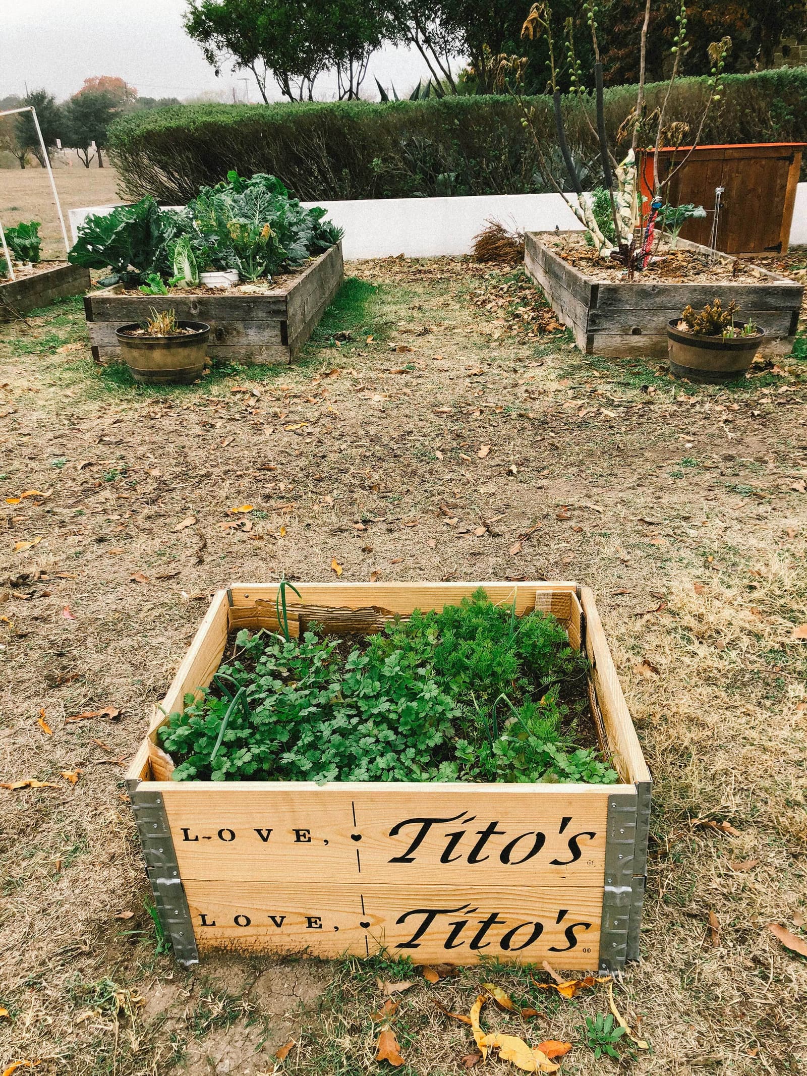 GroBox with crops growing