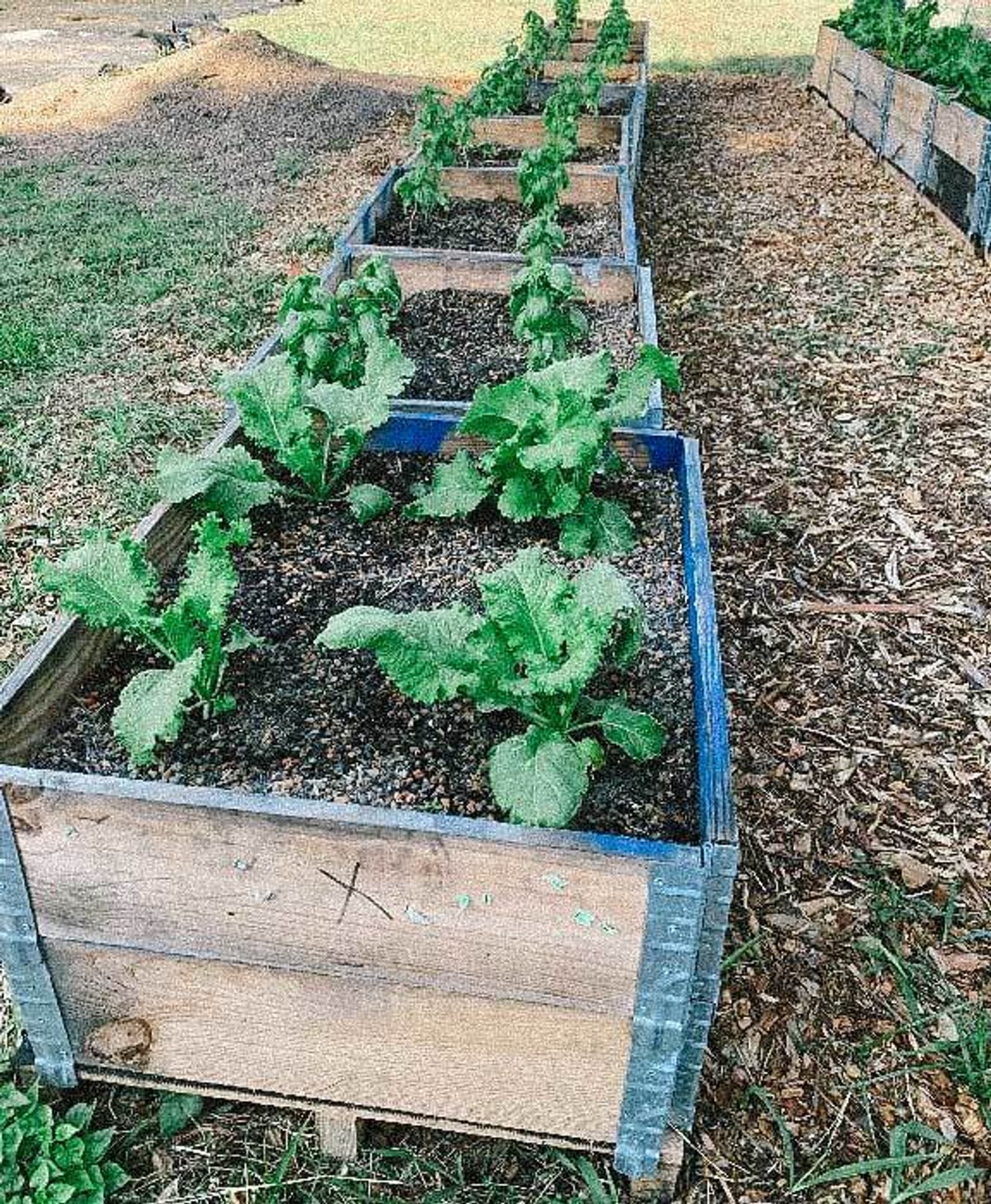 GroBoxes with crops