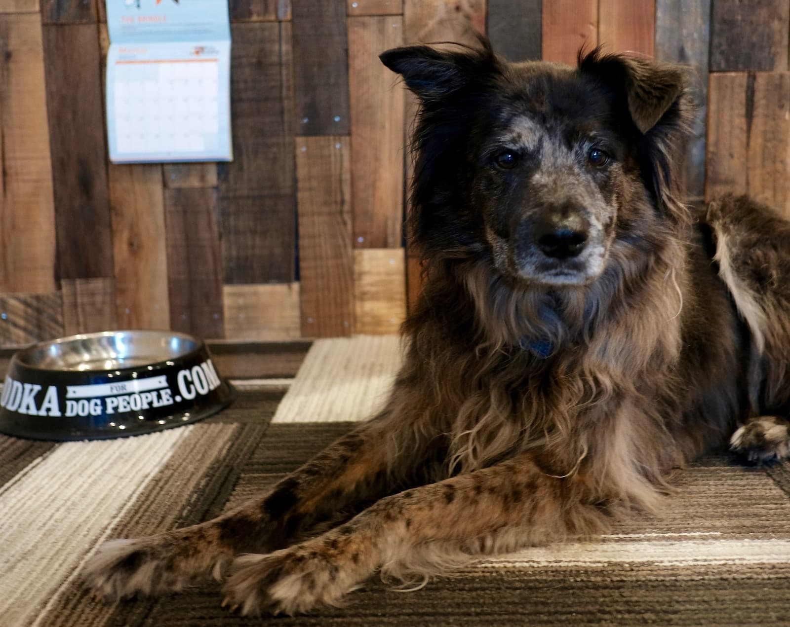 Harper sitting on the floor next to a Tito's Dog Bowl