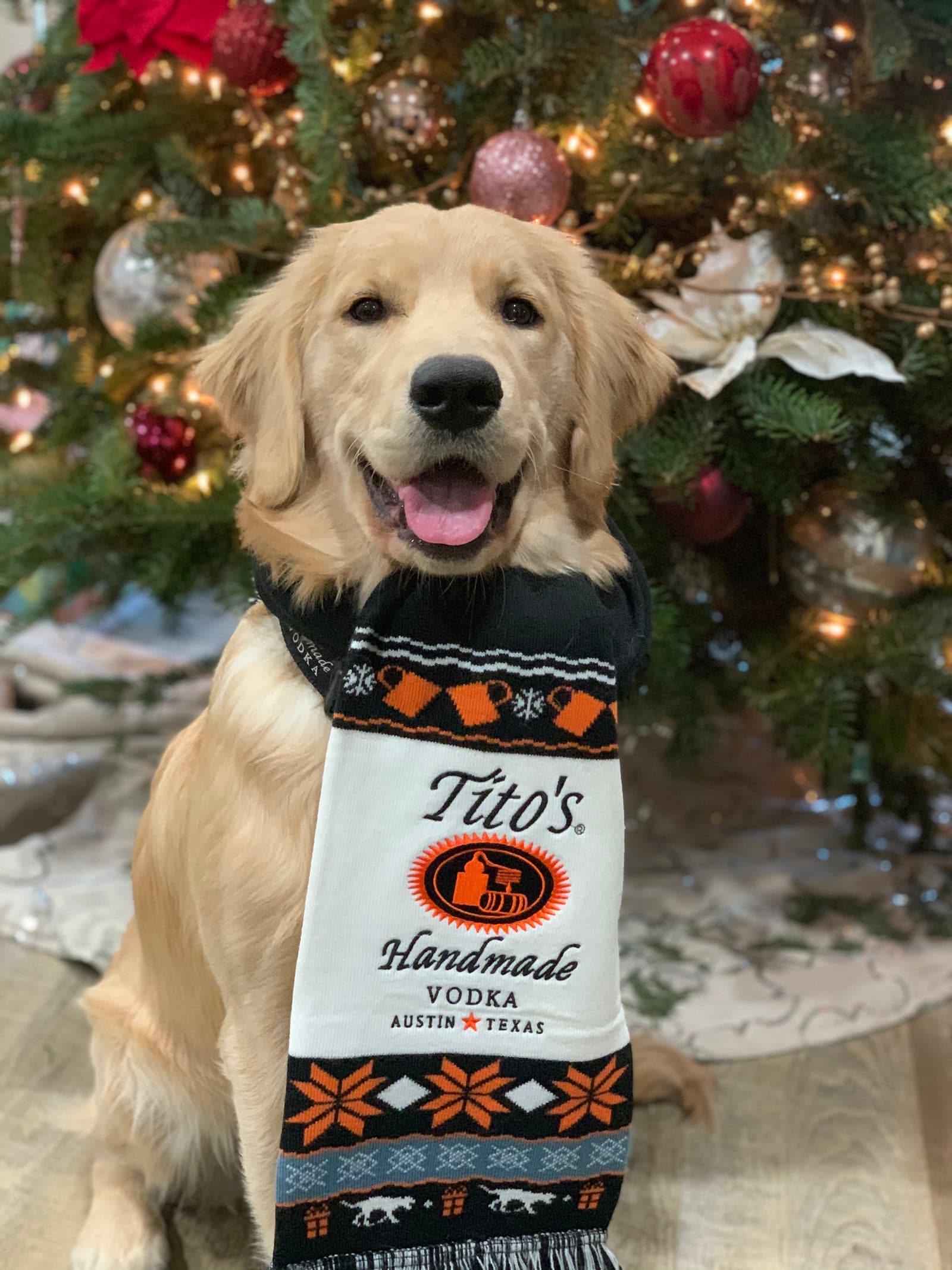 Golden Retriever wearing Tito's Ugly Scarf