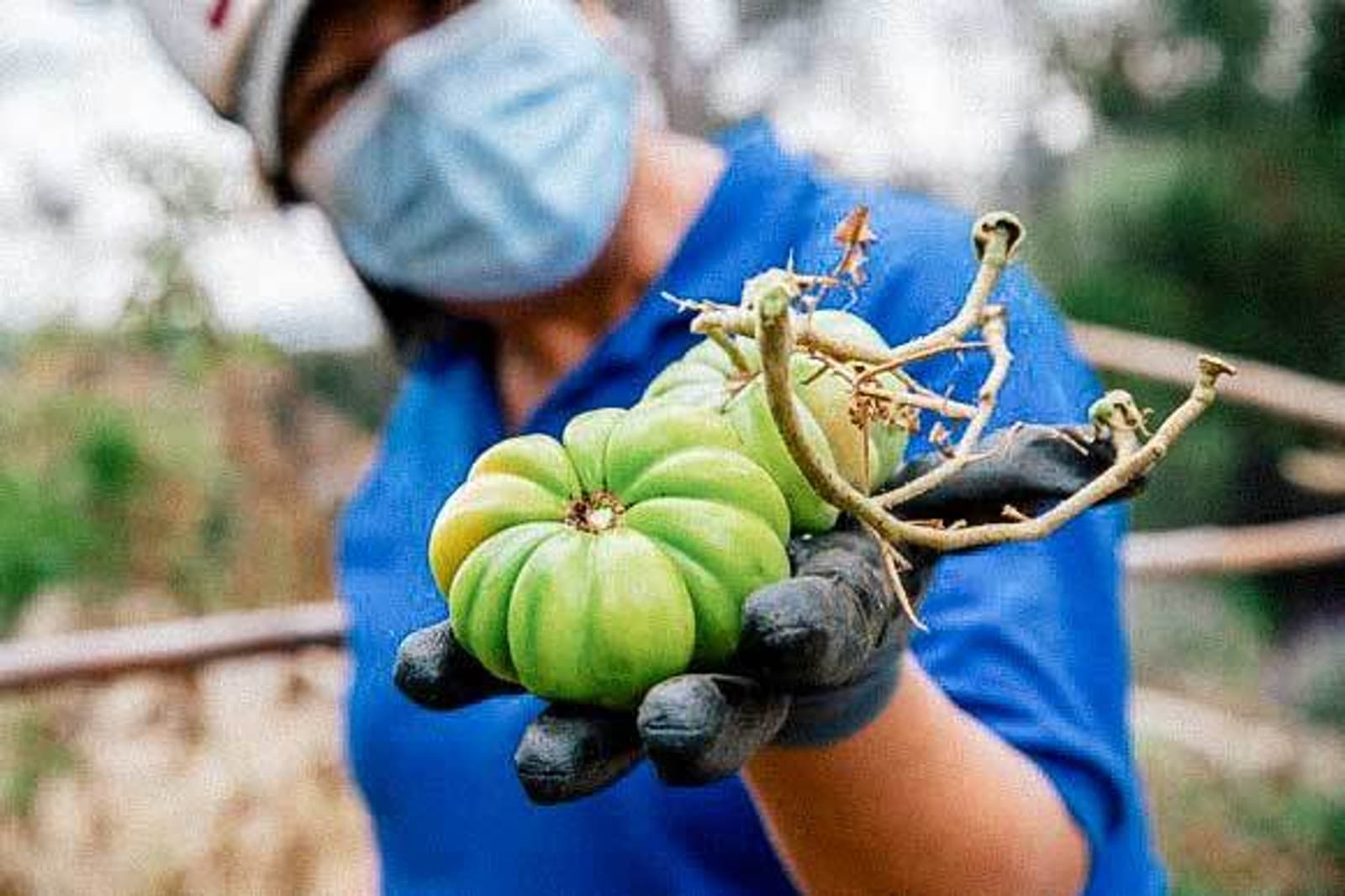 Volunteer with crops grown at Solano Canyon Garden