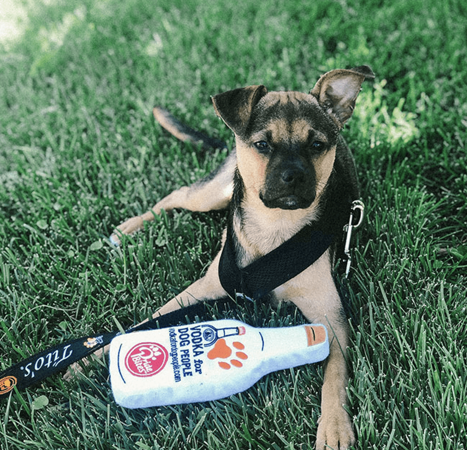 Louie in the grass with his Tito's bottle toy and leash