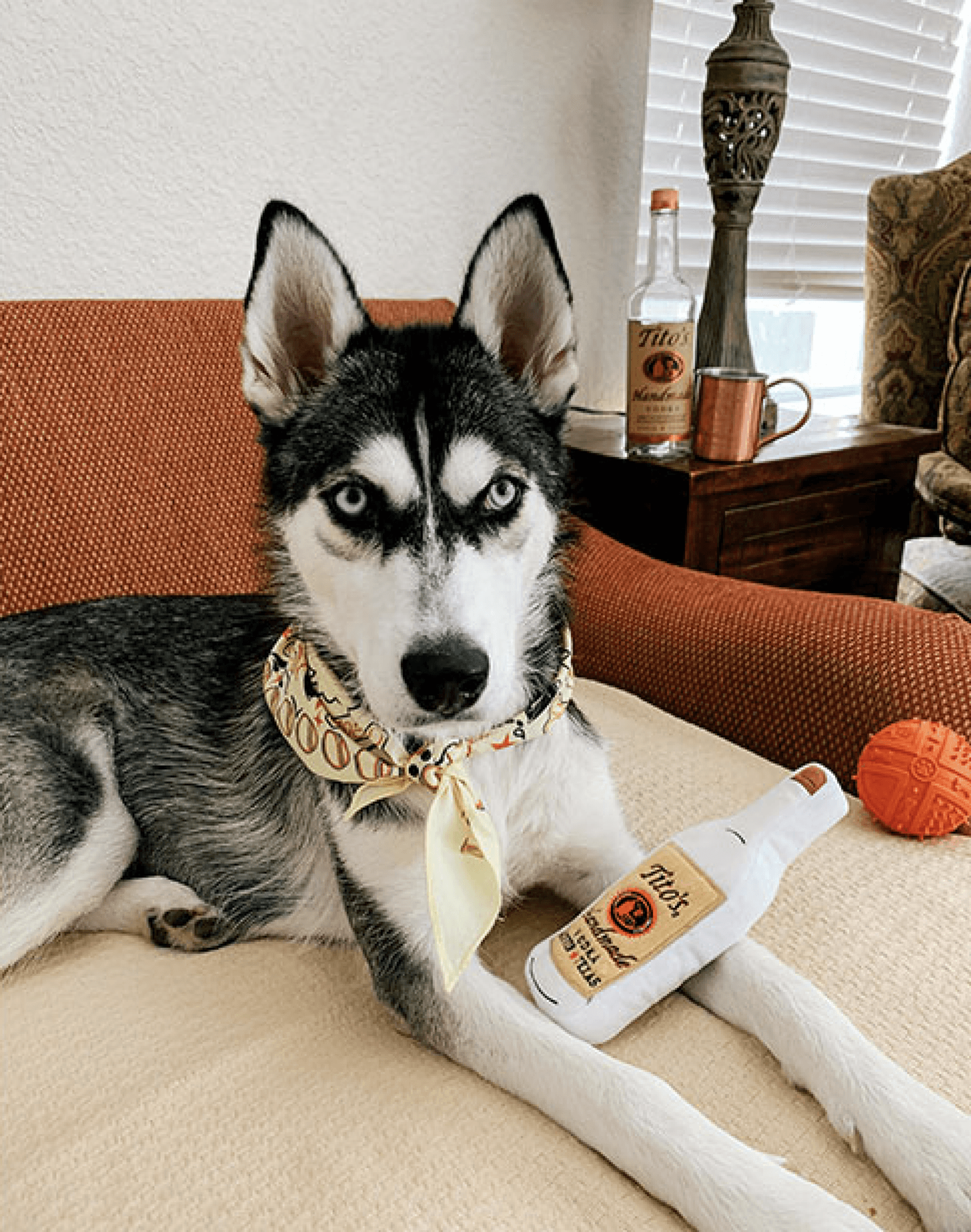 Lucy the German Shepherd with her favorite Tito's toy