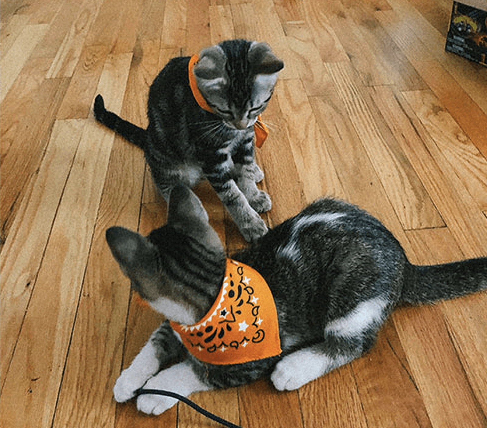 Miles and Milo wearing their Tito's orange bandanas
