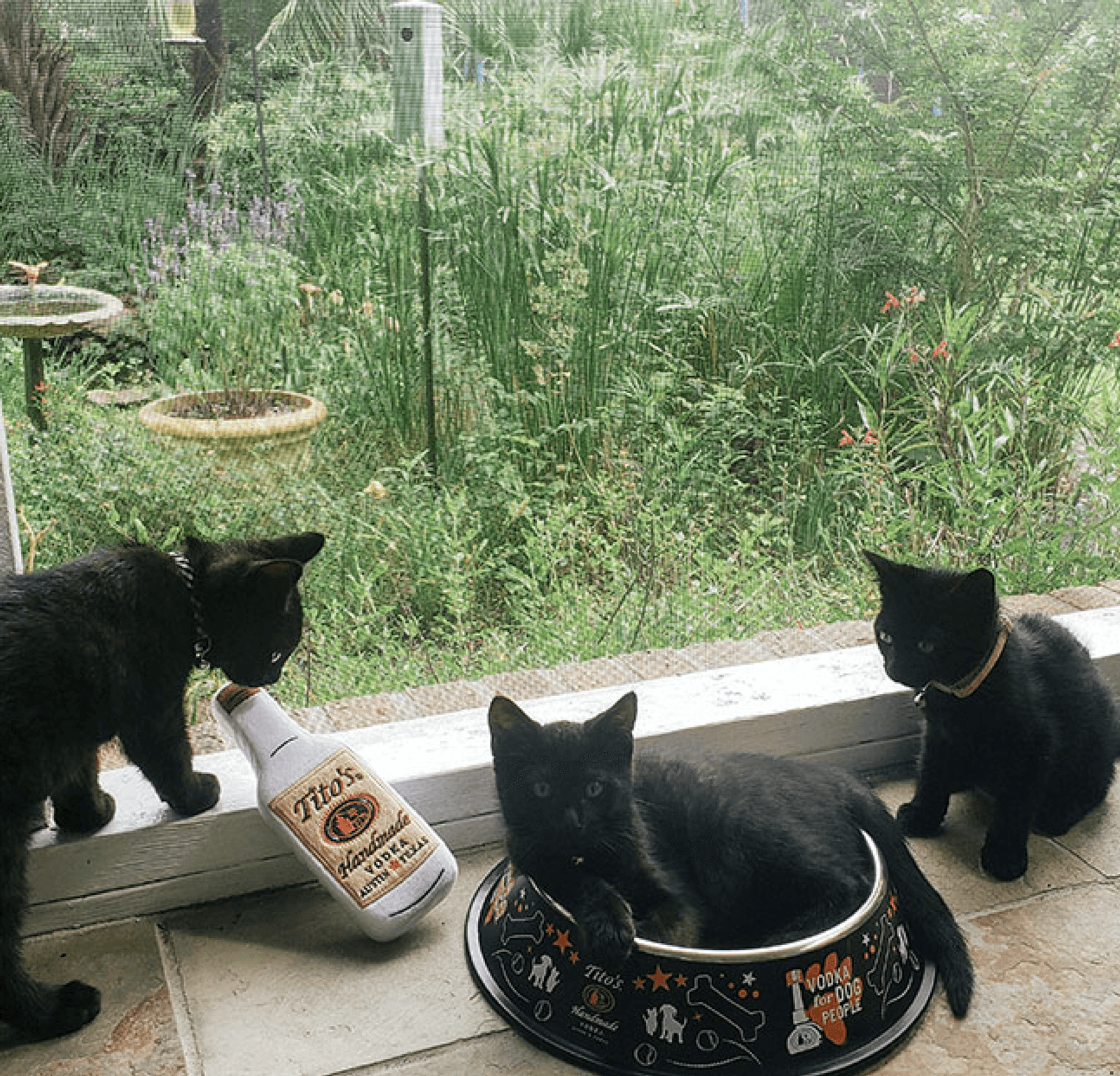 Black kittens Rascal, Gabby, and Tucker playing by a window