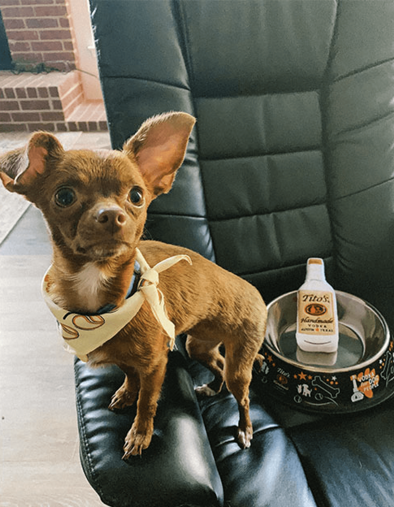 Chihuahua Red Betty on an arm chair wearing a Vodka for Dog People bandana