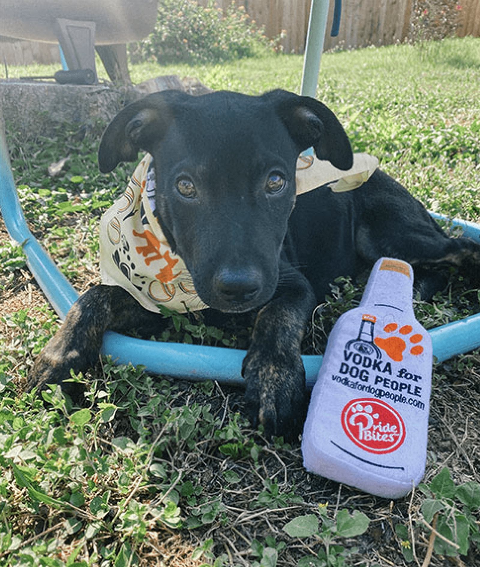 Shiner laying in the grass wearing a Tito's bandana with a Tito's bottle toy on the side