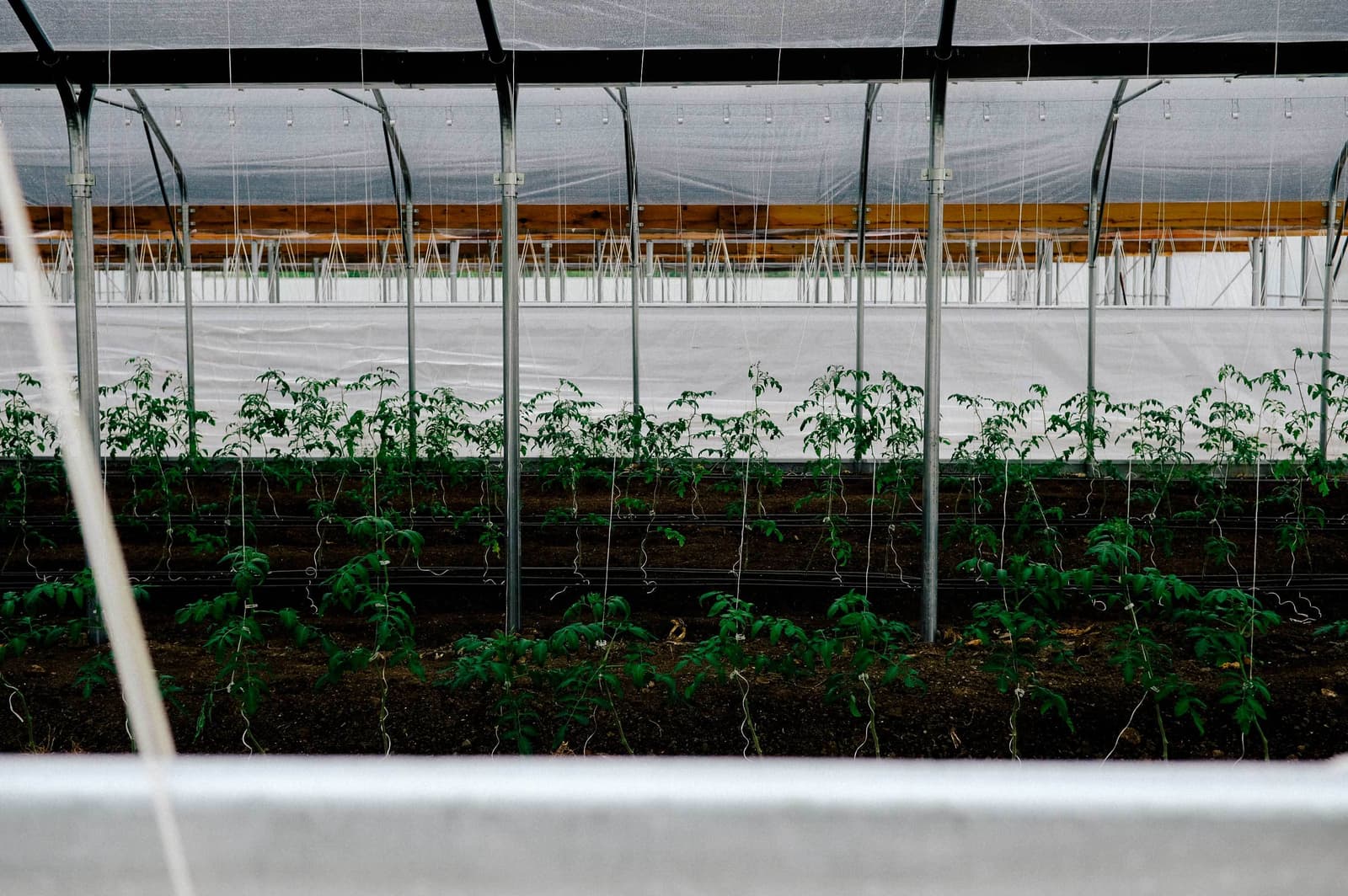 Crops growing at Tito's Farm