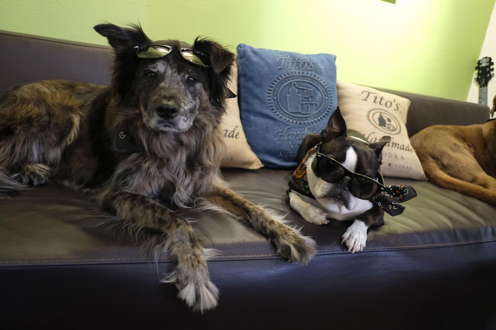 Tito's Vodka dogs, Harper and Gomez, hang out on the office couch.