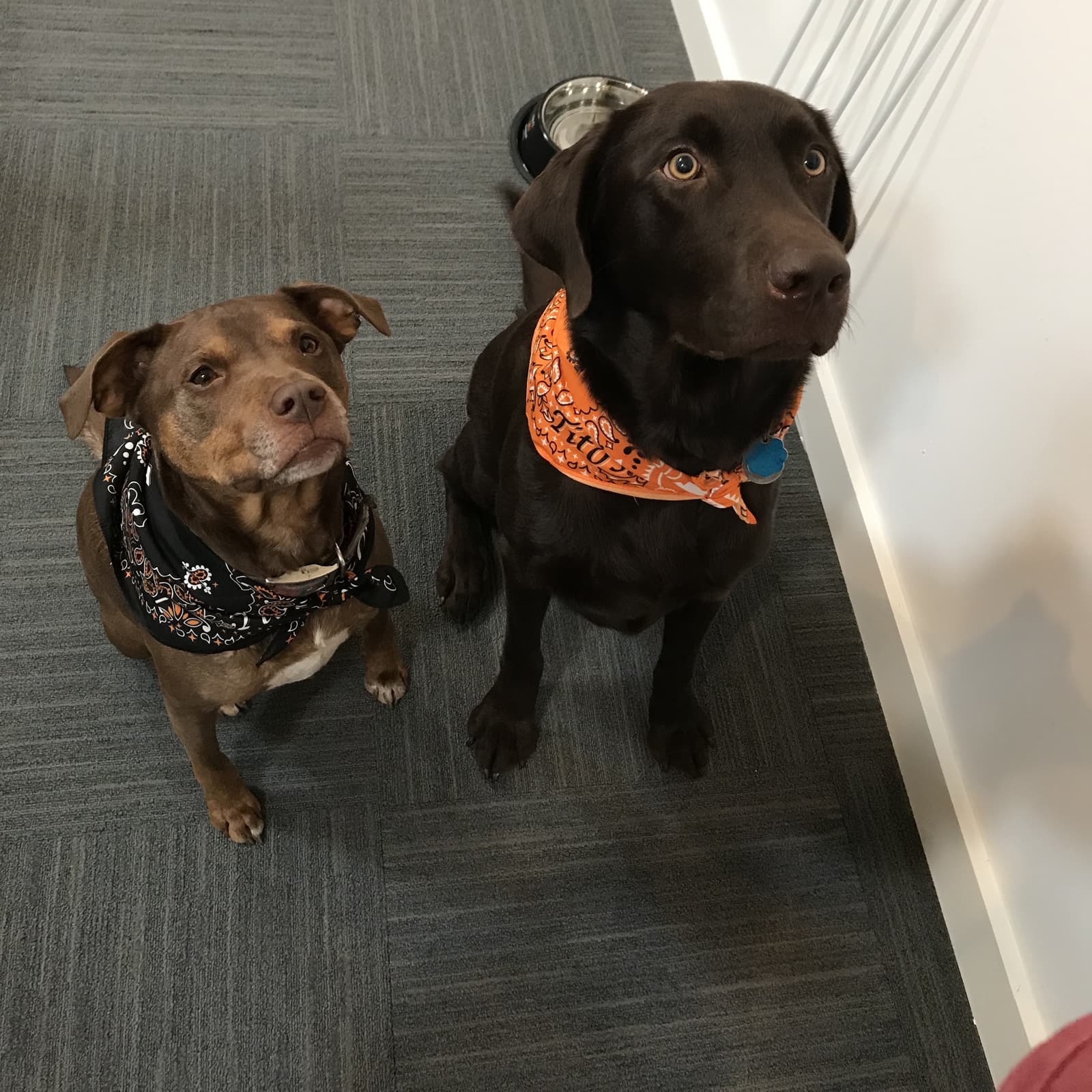 Tito's Vodka dogs, Banjo and Isabel, sit patiently for a treat.
