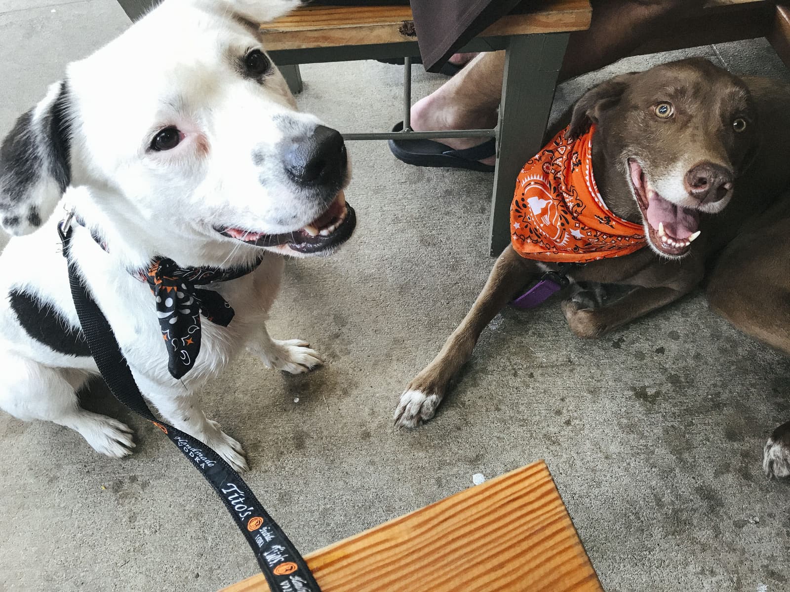 Tito's Vodka dogs Dice and Raleigh smile for the camera.