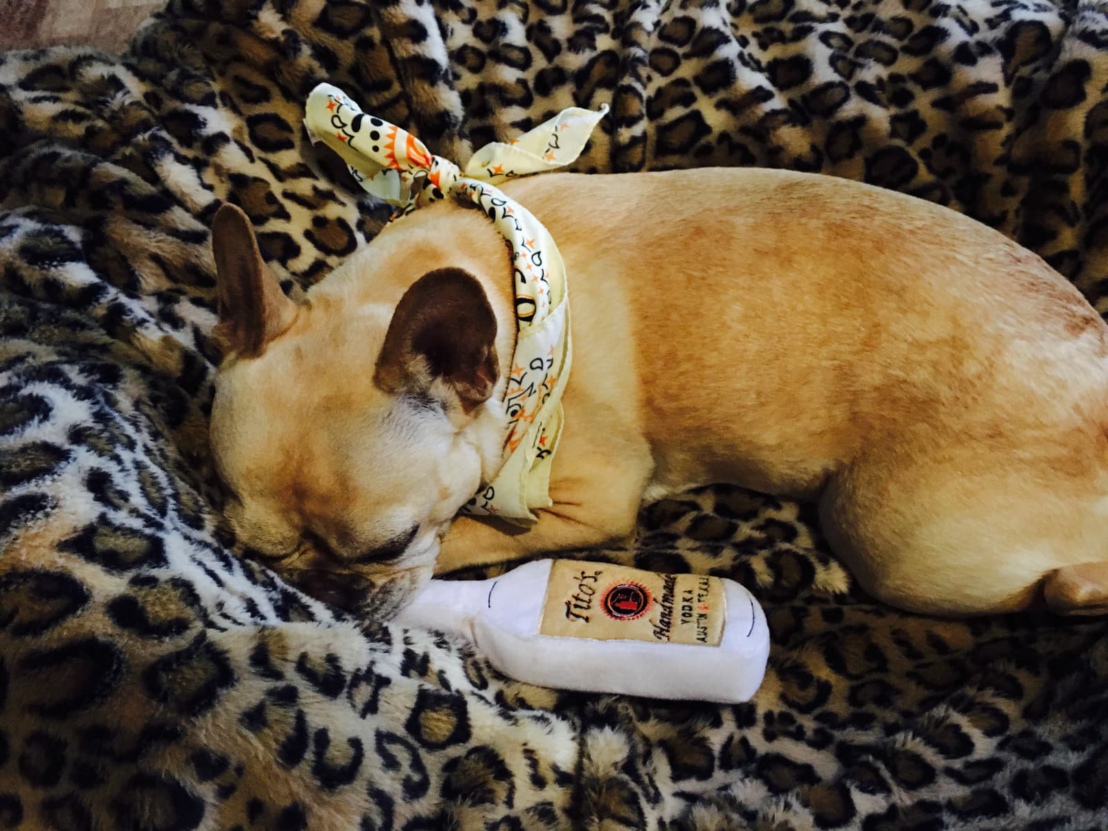 Tito's Vodka dog, Shug, curls up for a nap.
