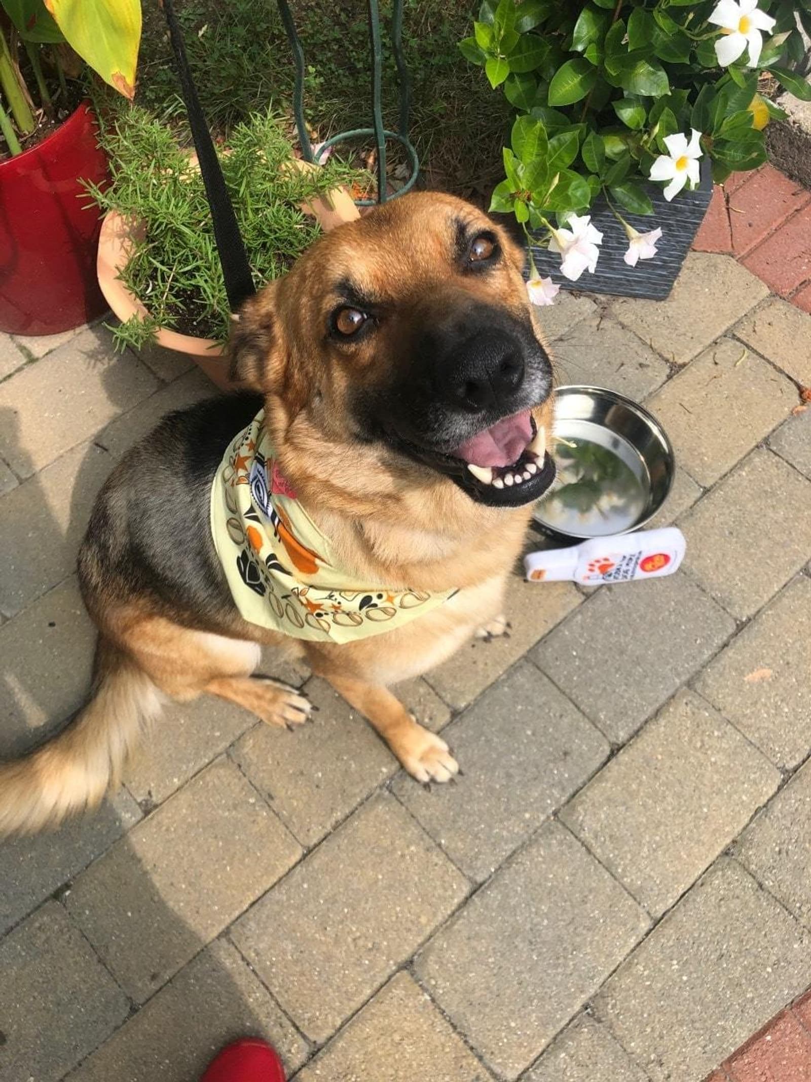 Lulu looks up thanking her dad for her water bowl and Tito's bottle toy