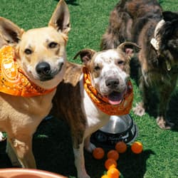 three smiling dogs on tito's vodka love your pet day