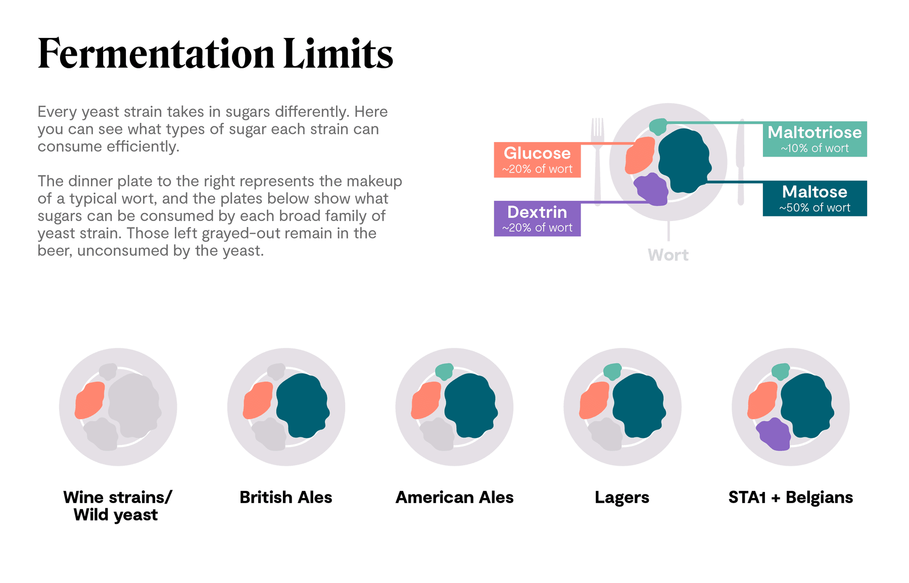 Know Your Yeast: Attenuation | Top Crop