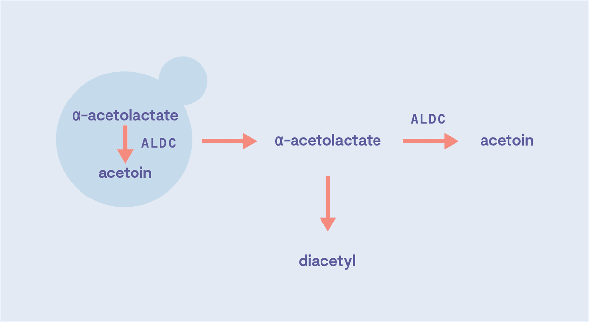 Putting ALDC to the Test: Lager Edition | Top Crop