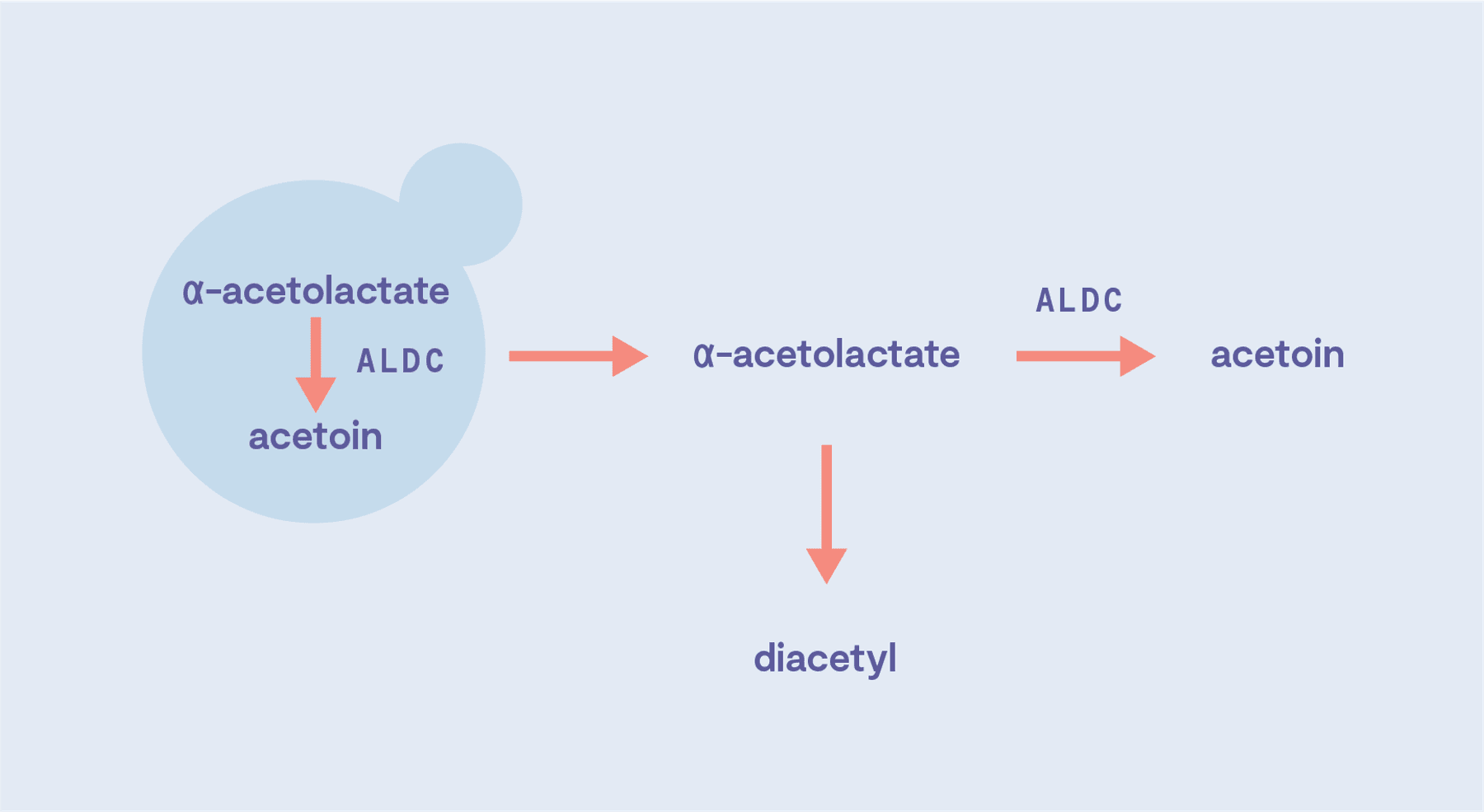 Aldc Blog Controlling Diacetyl with ALDC and Yeast Selection | Top Crop