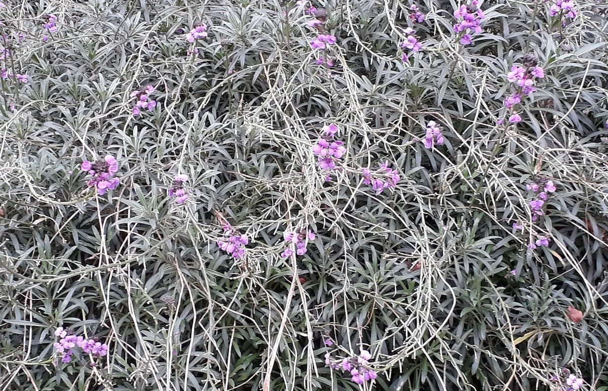 Barratt purple flowers