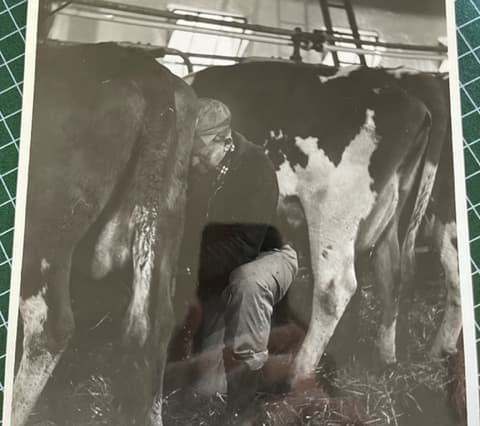 Photo of Donald Balderston ’50 in the 1970s getting a cow ready for milking