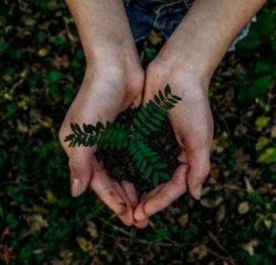 Hands holding a plant