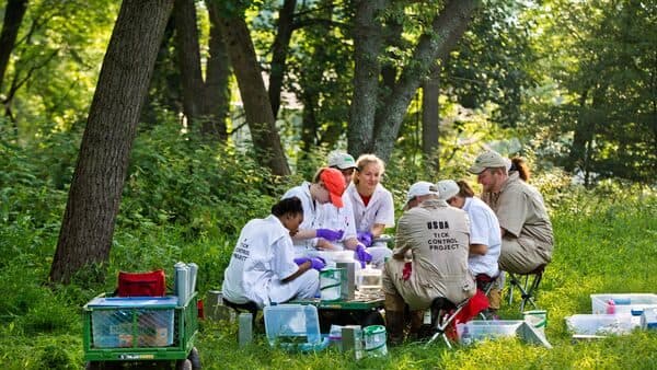 Assistant Professor Jennifer Murrow with a team of students and USDA researchers looking for ticks on captured mice at a local park in Columbia, Howard County, Maryland.