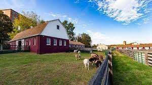 Exterior of campus farm with farm animals grazing in the foreground