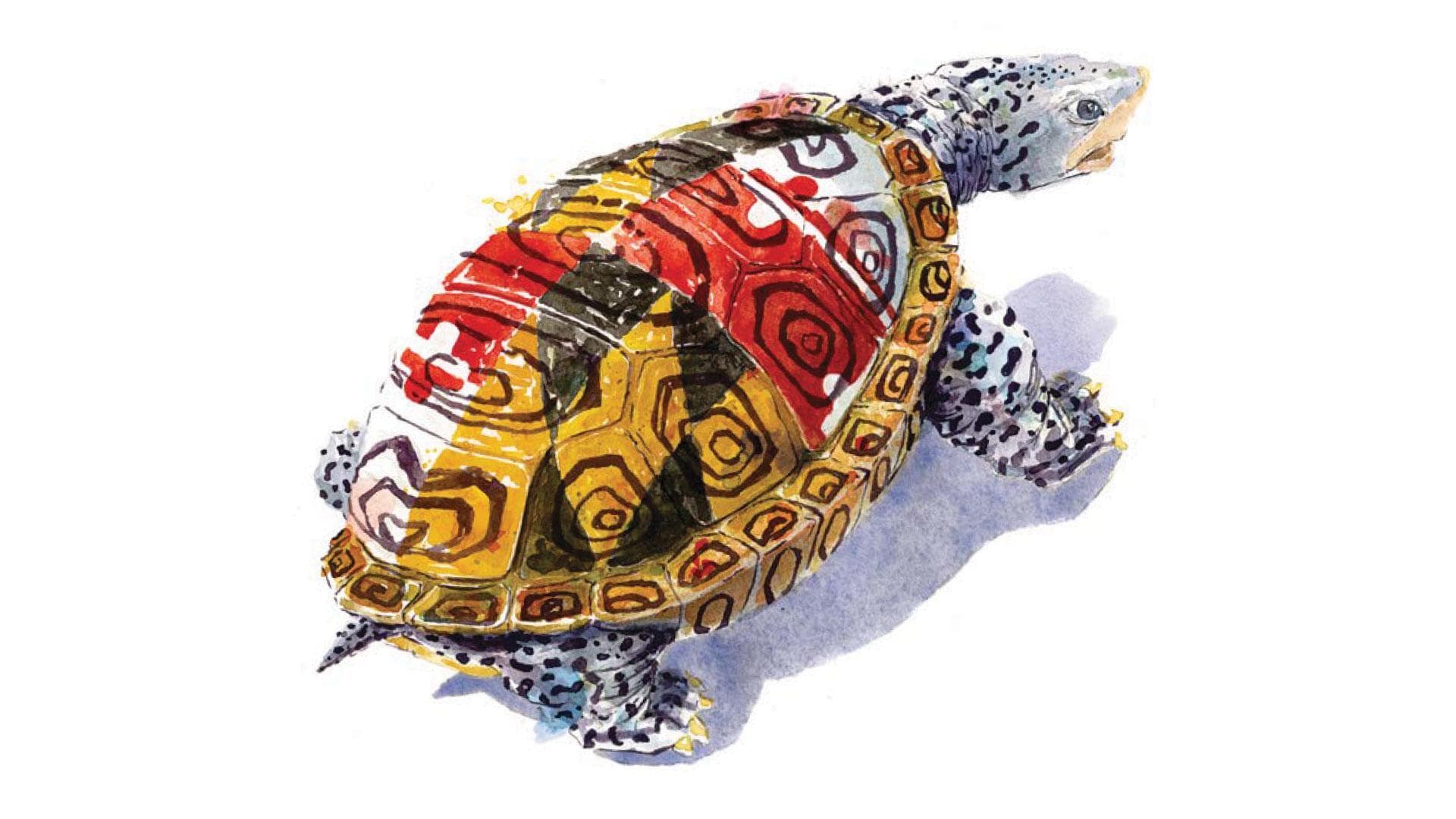 maryland turtle