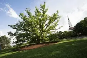 Tree of life photo