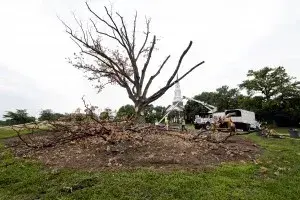 Tree of life photo