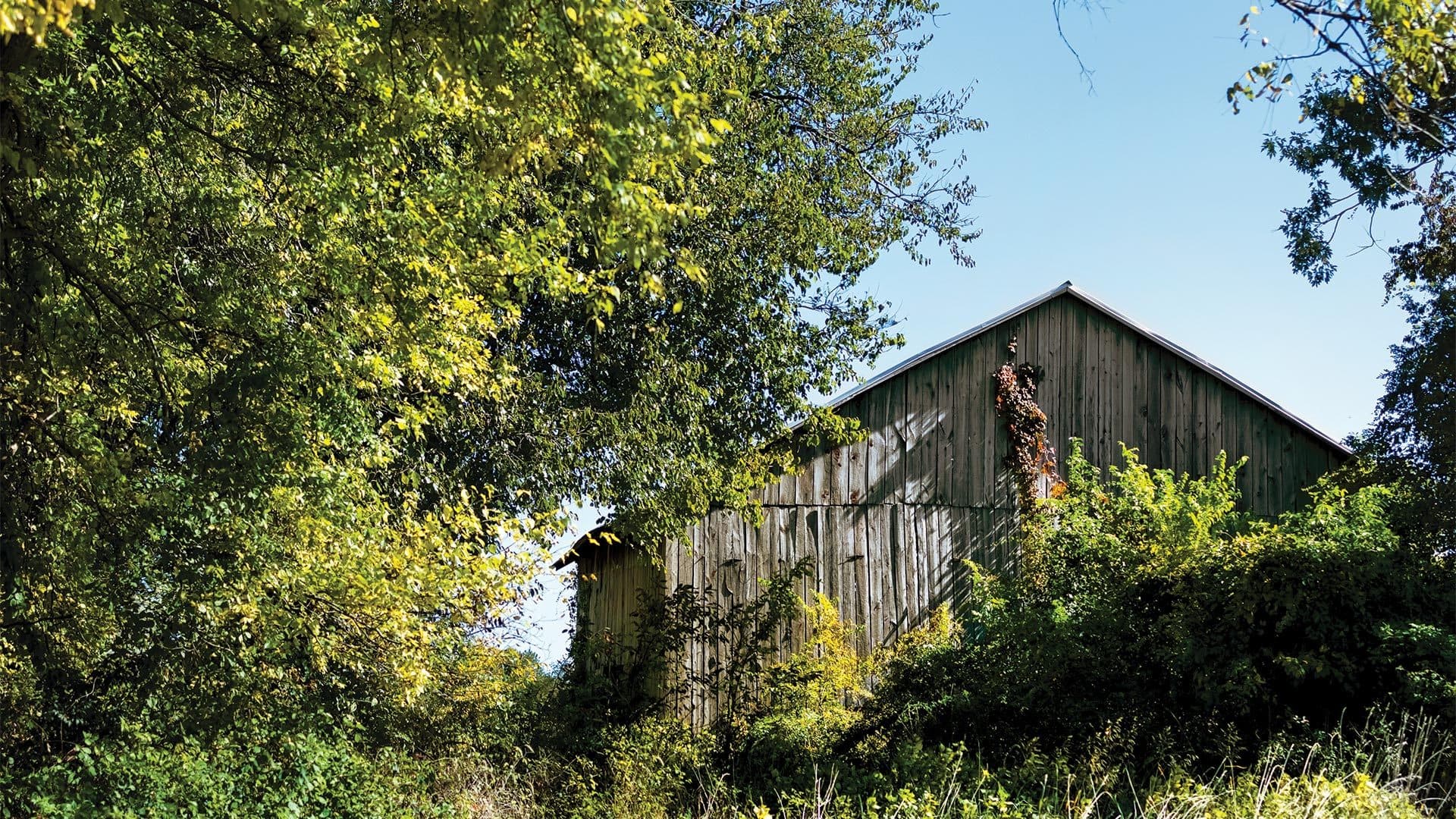 tobacco barn among trees